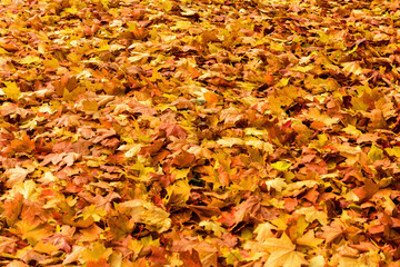 Autumn. Leaf fall. A carpet of yellow leaves. Yellow maple leaves lie on the ground