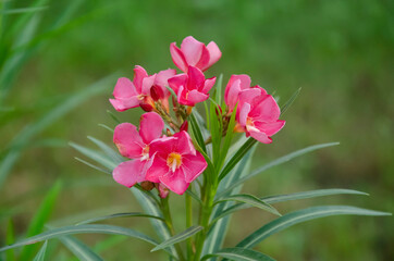 Pink Oleander flowers with green leaves in the garden blur background.