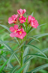Pink Oleander flowers with green leaves in the garden with blur background in vertical.