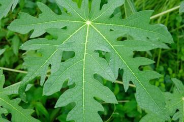 Green papaya leaf in the garden in landscape.