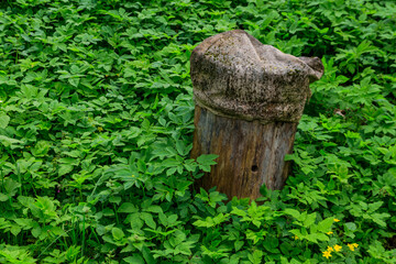 Ancient wooden beehive in old rural apiary