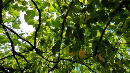 natureza - árvores - céu 