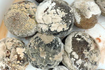 A close-up of mold on rotten peaches, white background
