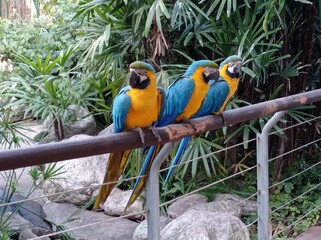 blue and yellow macaw