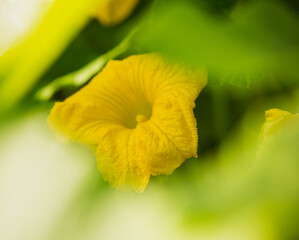 yellow flower of a zucchini