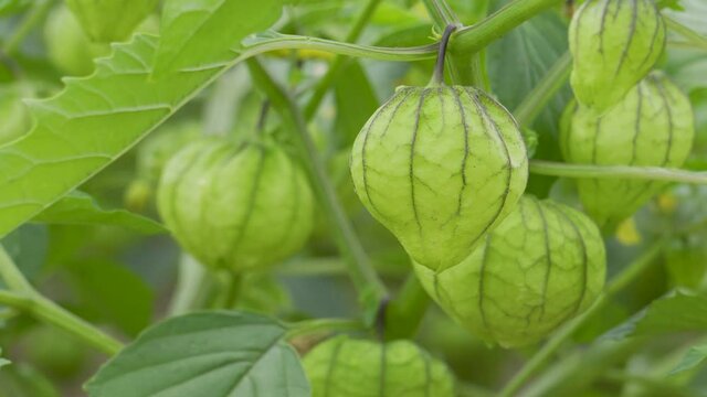 Closeup of a green tomatillo husk growing in the field