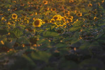 Pole pełne słoneczników w promieniach słońca