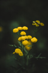 yellow flower