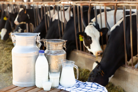Milk in different containers on table, cows standing in stall and eating at livestock breeding farm