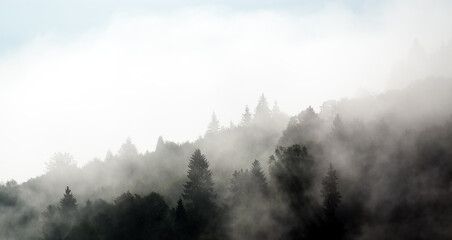 Krajobraz leśny wierzchołki drzew las we mgle - obrazy, fototapety, plakaty