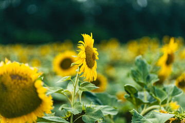Sunflower in a field among other sunflowers on a background of trees