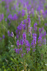 Sage on a field background