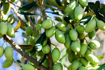 green olives on tree