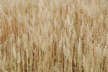 Farm field overgrowing with fresh wheat