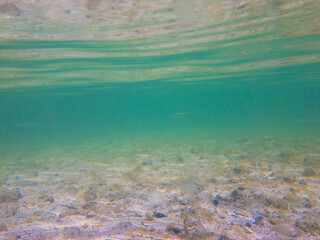 Tropical Salt water fish swim in the shallow waters off the Florida Keys in the Gulf of Mexico