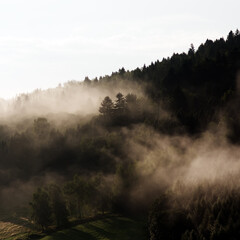 Krajobraz leśny wierzchołki drzew las we mgle panorama 
