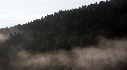 Krajobraz leśny wierzchołki drzew las we mgle	
 - obrazy, fototapety, plakaty