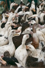 Flock of ducks in a meat market