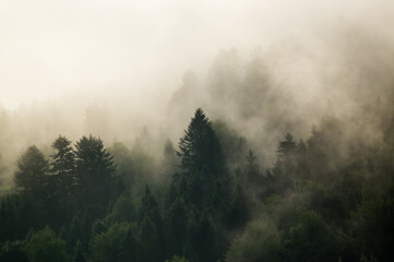 Fototapeta Krajobraz leśny wierzchołki drzew las we mgle	
 obraz