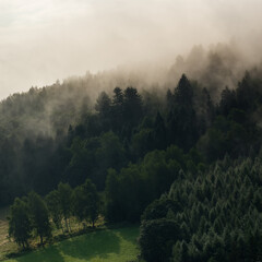 Krajobraz leśny polana wierzchołki drzew las we mgle	
