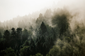 Krajobraz leśny wierzchołki drzew las we mgle panorama	
 © Monika