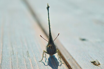 the mourning cloak (a species of butterfly)