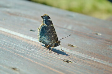 the mourning cloak (a species of butterfly)