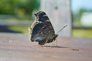 the mourning cloak (a species of butterfly)