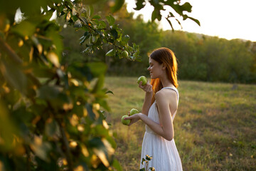 Woman in white dress picks apples on nature fruits