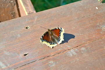 the mourning cloak (a species of butterfly)