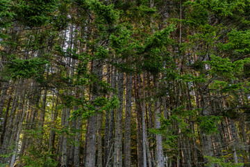 Sunrise backlights a canadian forest