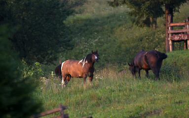 Dwa konie wypasające się na łące.  © Monika