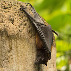 bird feeding on a fence