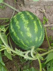 watermelon in the garden