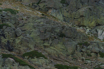 Cabras montesas escalando la pared