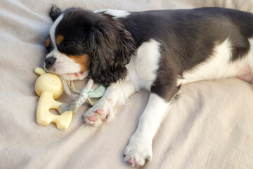 A puppy Cavalier King Charles Spaniel sleeping with his toy 