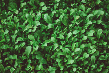 top view of arugula growing on the farm