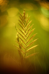Abstract macro photo with bokeh effect.