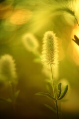 Abstract macro photo with bokeh effect.