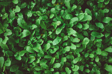 top view of arugula growing on the farm