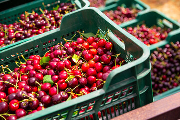 Plastic boxes with harvested red cherry at fruit plantation © JackF
