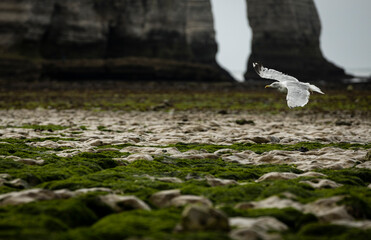 A seagull flying in the beach of Etretat in France 