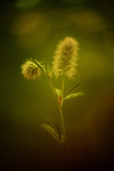 Abstract macro photo with bokeh effect.