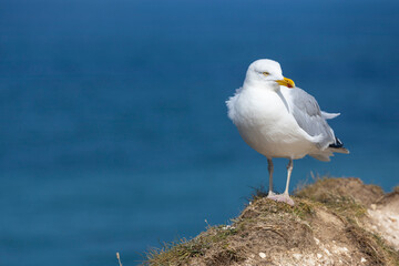 A seagull standing in Normandy