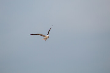 seagulls in flight