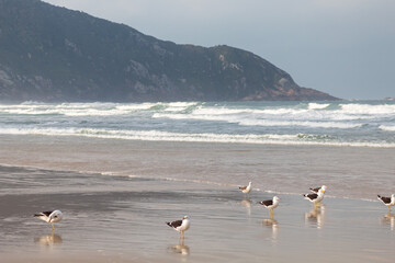 seagulls at the beach