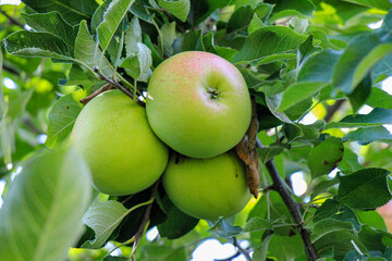 apples on tree