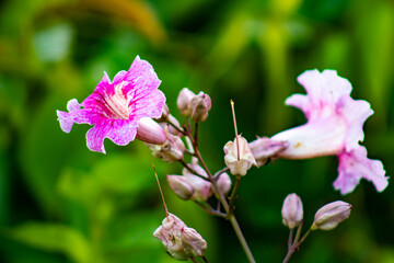 close up of pink flowers