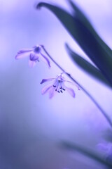 Macro photo of wild flowers with a blur effect