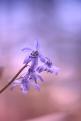 Macro photo of wild flowers with a blur effect